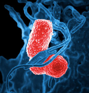 Bactérie antibiorésistance